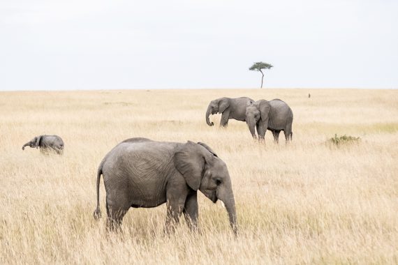 Blinded in Donor Engagement 200205