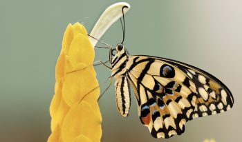 4 Ways Bold Vision 200206