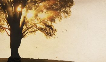 Sunset through tree silhouette