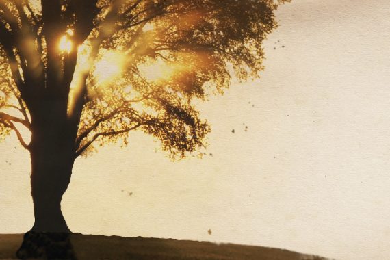 Sunset through tree silhouette