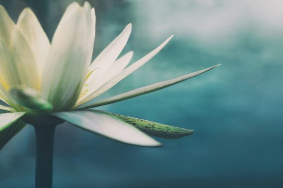 White lotus flower in front of a teal ocean