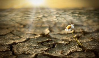 A single flower growing in a desert.