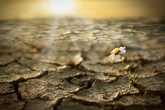 A single flower growing in a desert.