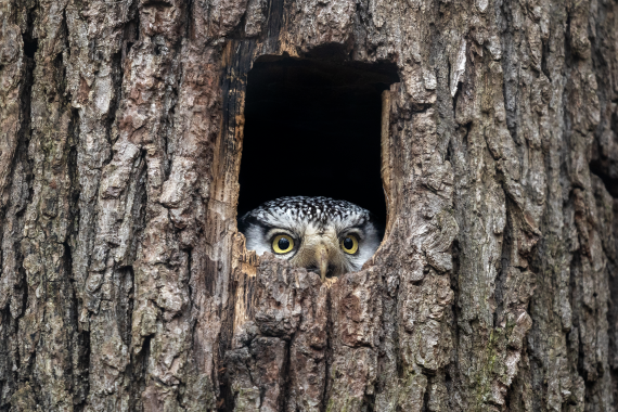 Can Introverts Thrive as Fundraisers