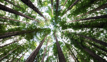 Stewarding Shade Trees