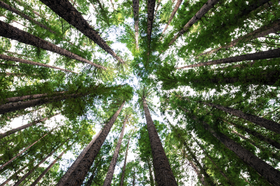 Stewarding Shade Trees
