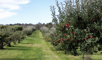 Tending the Donor Orchard 200214