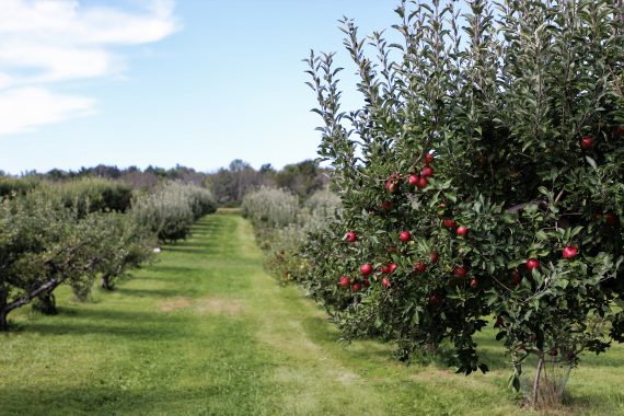 Tending the Donor Orchard 200214