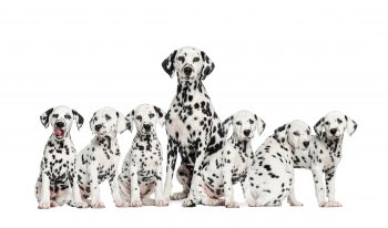 Adult dalmatian dog with six dalmation puppies