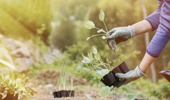 Planting a small rooted plant from a plant nursery into the ground.