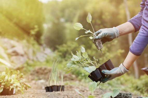 Planting a small rooted plant from a plant nursery into the ground.