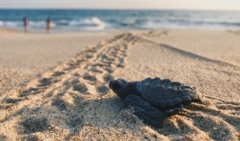 Is Resilience More than Just the New Buzzword?