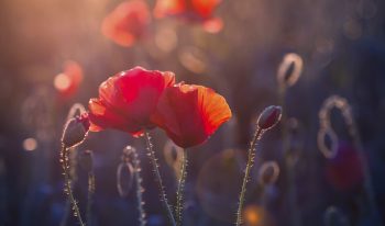 Healthcare Philanthropy