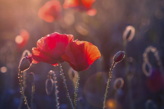 Healthcare Philanthropy