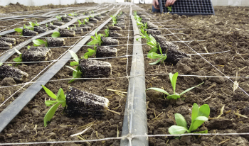 Internal Cultivation