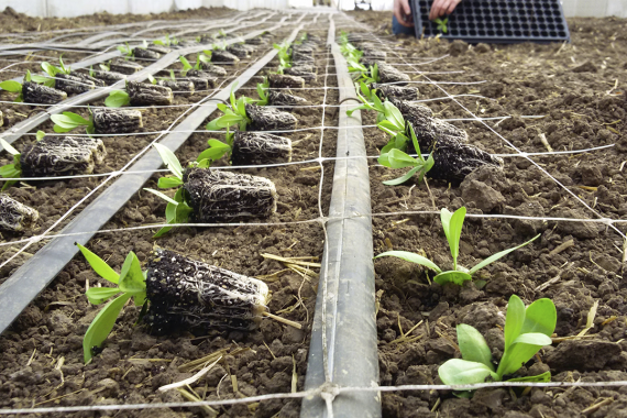 Internal Cultivation